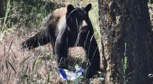 West Kelowna takes next steps in becoming a bear smart community