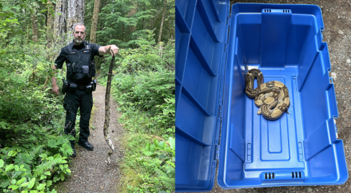 Five-foot-long boa constrictor captured in BC provincial park