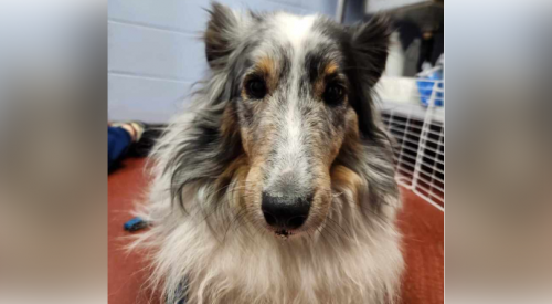 Furever Home Finder: Meika