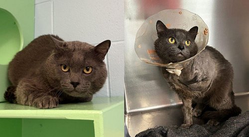 Cat saved with leg amputation after crawling into BC home to find help