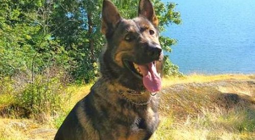 BC police dog injured during arrest, expected to make full recovery