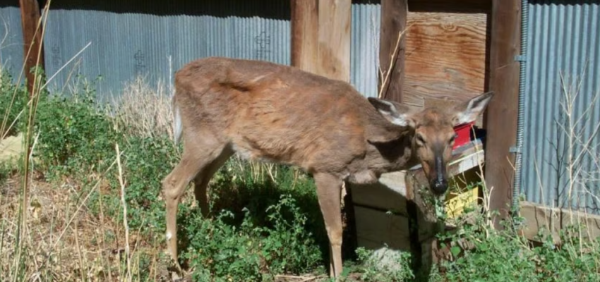 2 more cases of fatal chronic wasting disease confirmed in the Kootenays